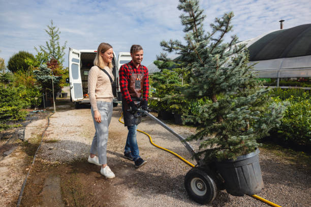 Best Palm Tree Trimming  in Mbria, CA